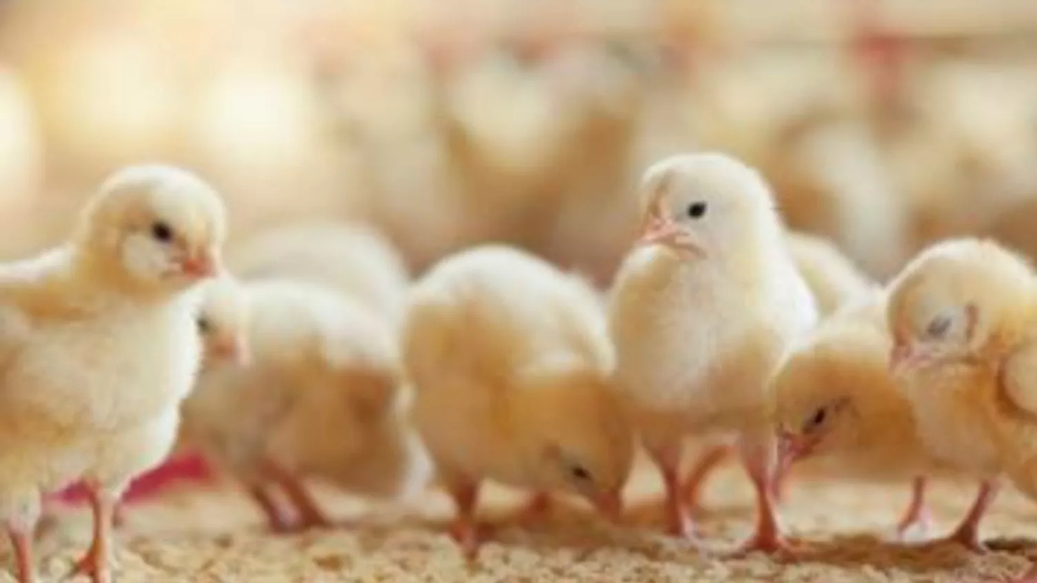 Hatching conditions in summer