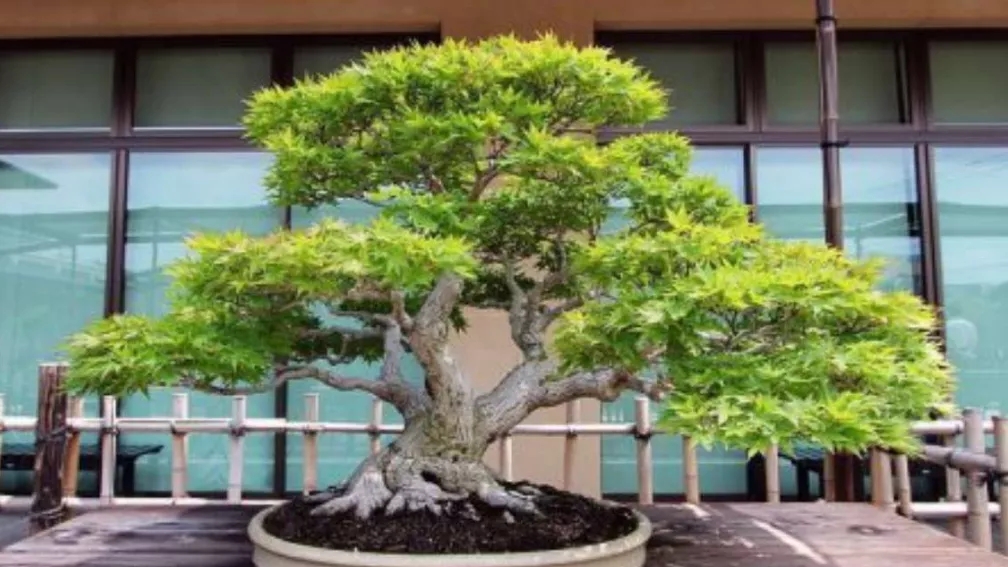 Bonsai maintenance conditions
