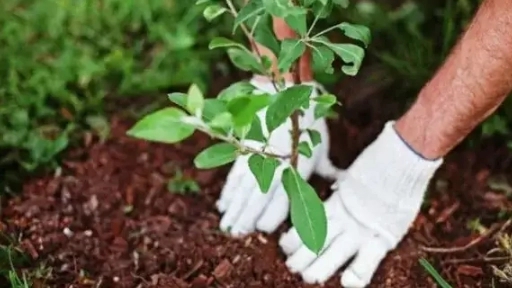 The best time to plant seedlings