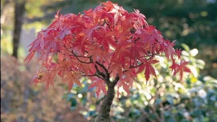 Easy maintenance of maple bonsai at home