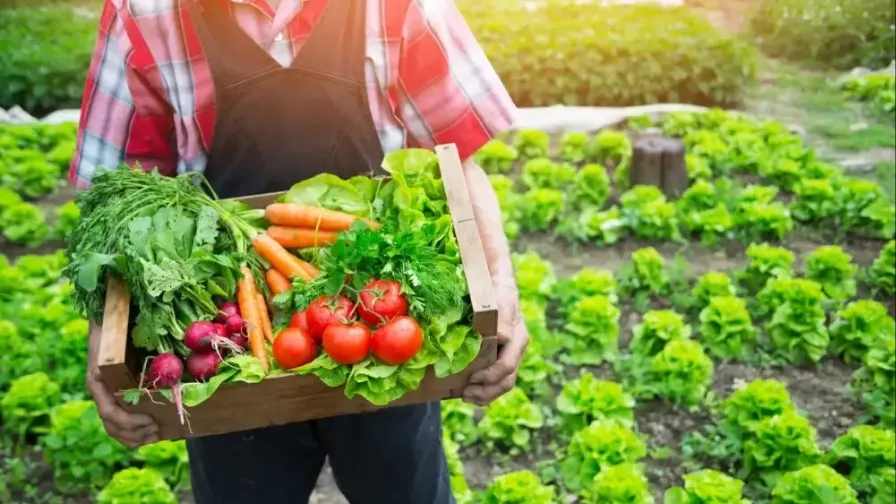 What is the difference between vegetables and herbs?