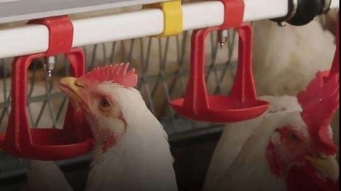 Drinking system in broiler
