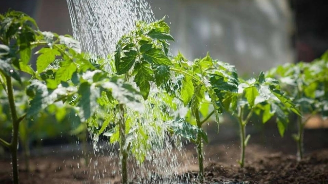 How to water newly planted seedlings