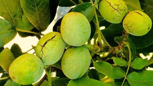 Guide to selecting and planting walnut seedlings