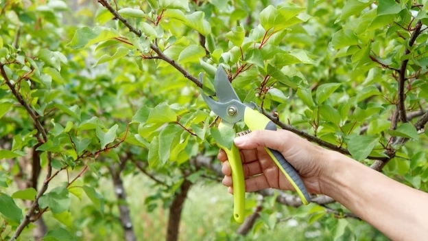 Benefits of pruning for plants and trees
