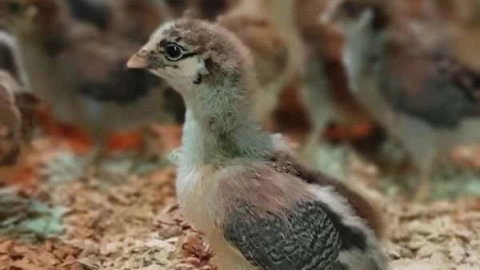 The importance of using a poultry cover