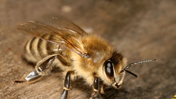 Everything you need to know about honey bees!