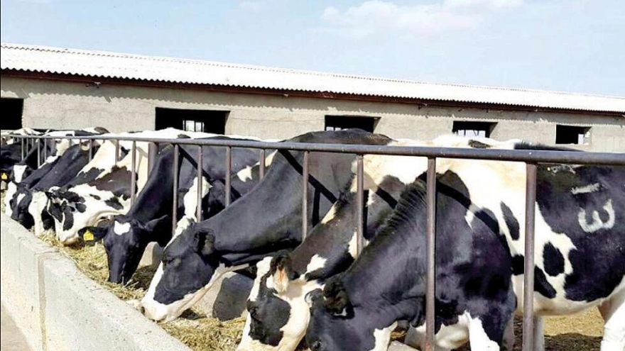 What is animal husbandry?