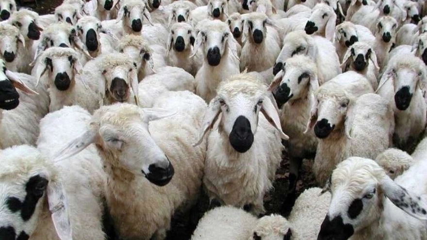 Types of animal husbandry