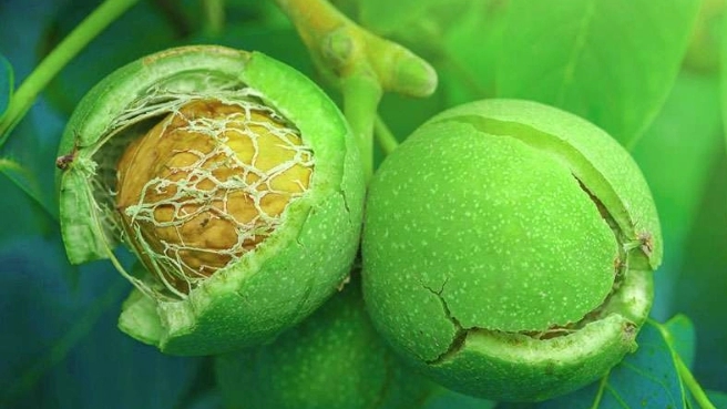 General introduction of the Chandler walnut tree