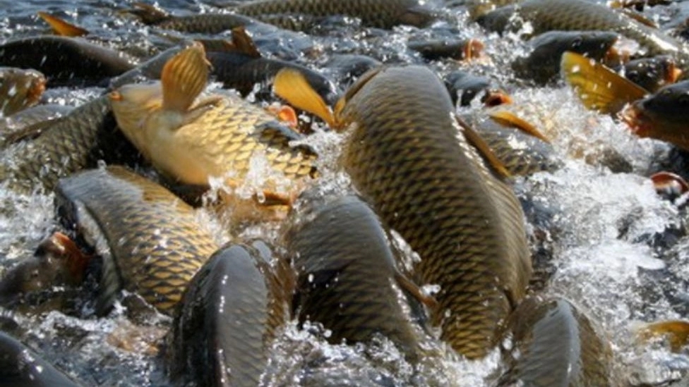 Environmental conditions required for breeding carp fish