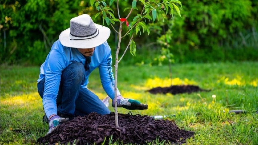 The best time and the best way to plant seedlings
