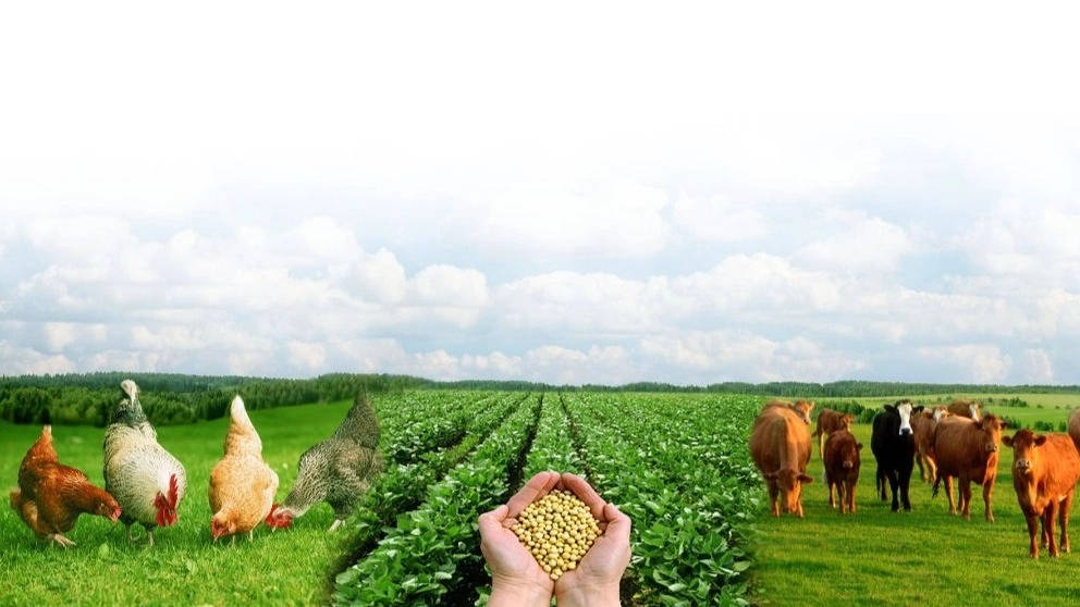 The best feed for livestock and poultry and its characteristics