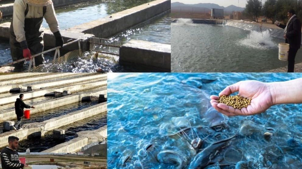 Aquatic feed additives