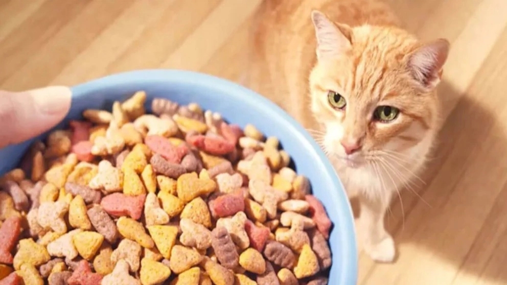 Cat food and everything you need to know about it