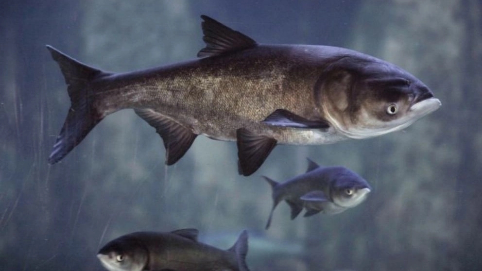 Bighead fish