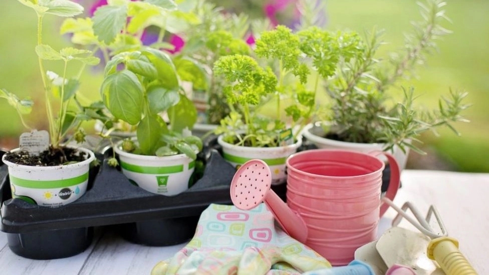 The importance of soil in maintaining plants