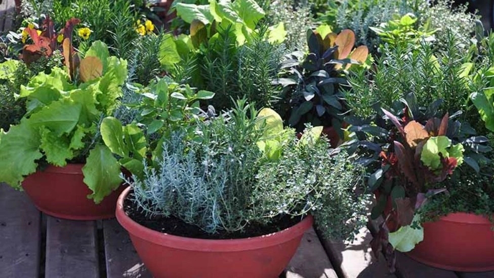 Mixed cultivation in pots