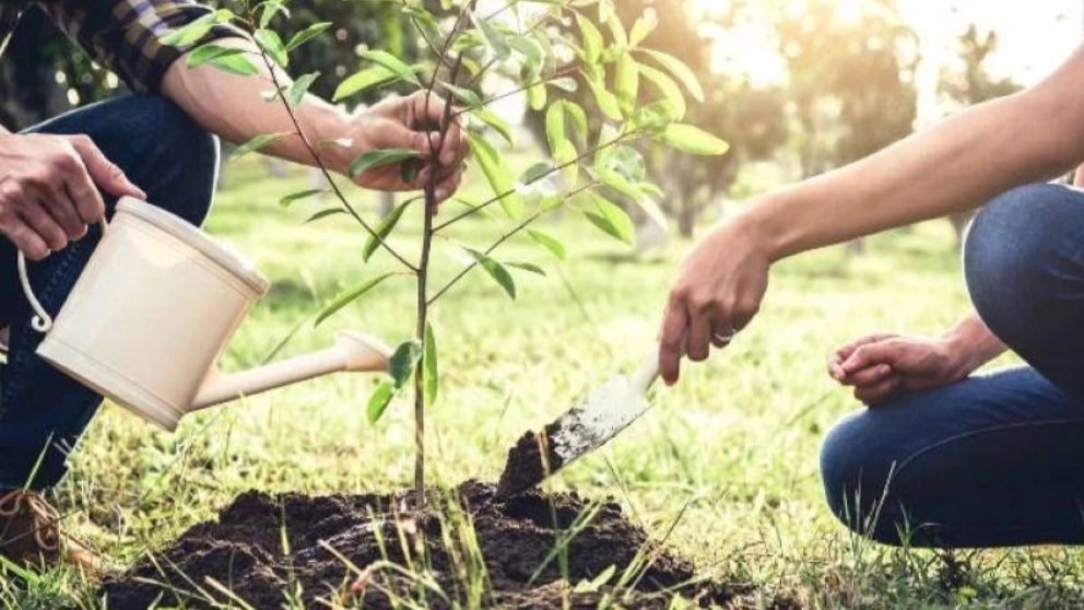 How is the planting of seedlings?
