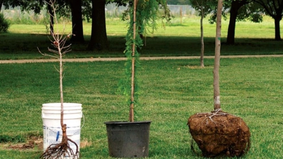 The best time and the best way to plant seedlings