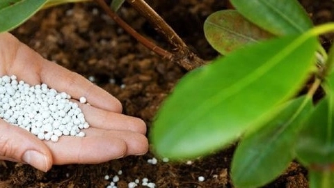 The principles of tree fertilization and its types