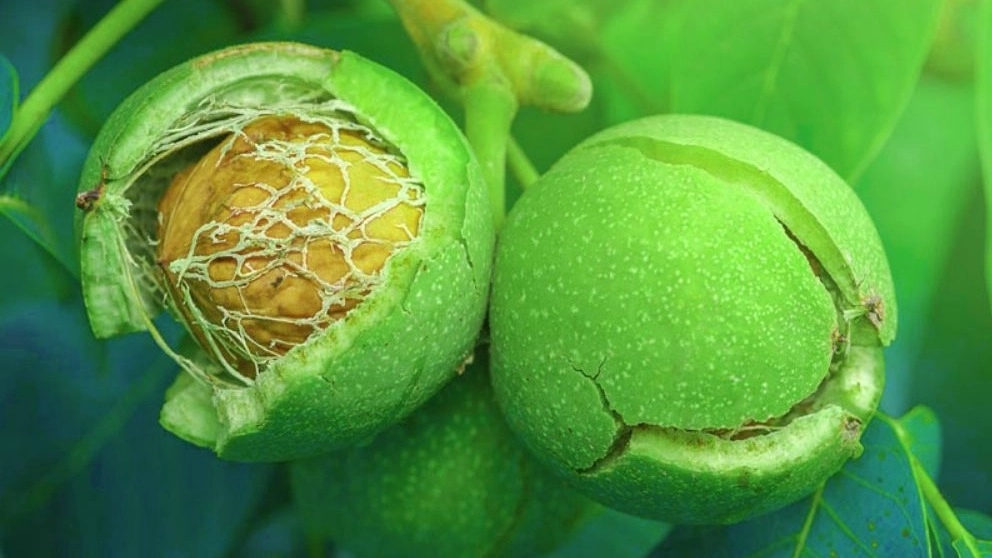 Everything you need to know about growing walnut seedlings