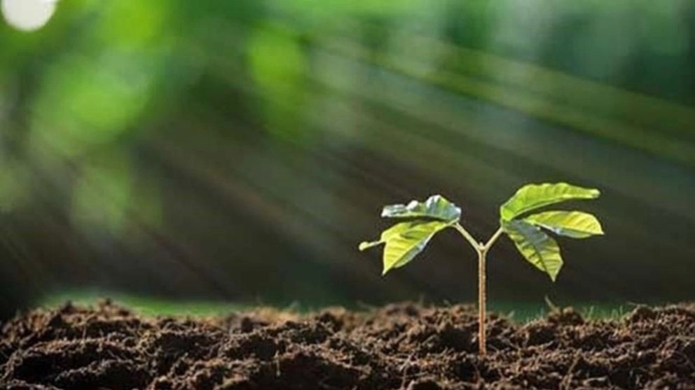 What are the characteristics of a good seedling and how to recognize it?