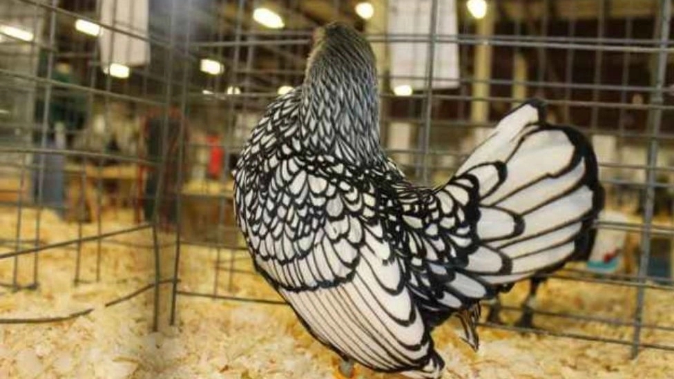 Important points in raising chickens and roosters