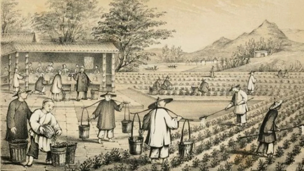History of tea in Iran and the world