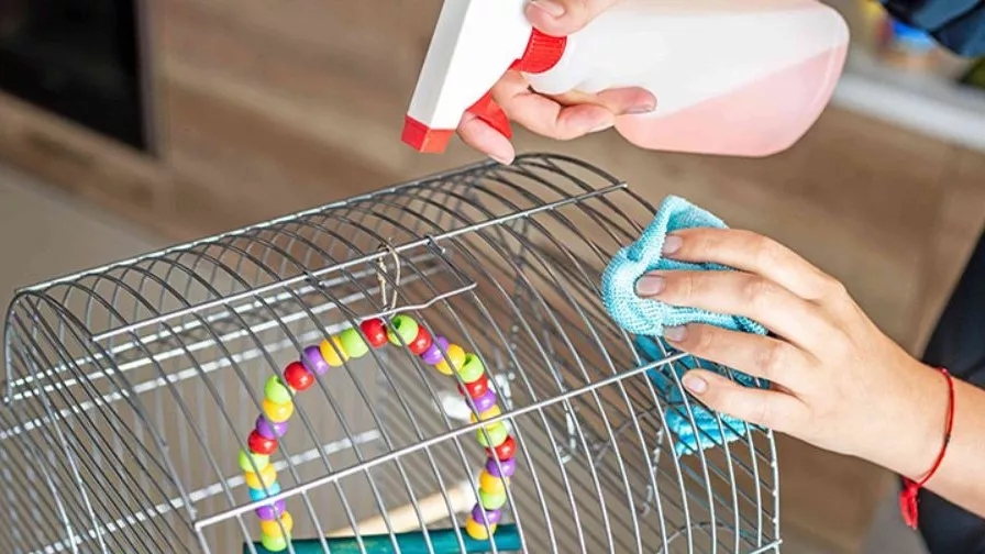 Tips for cleaning the bird cage