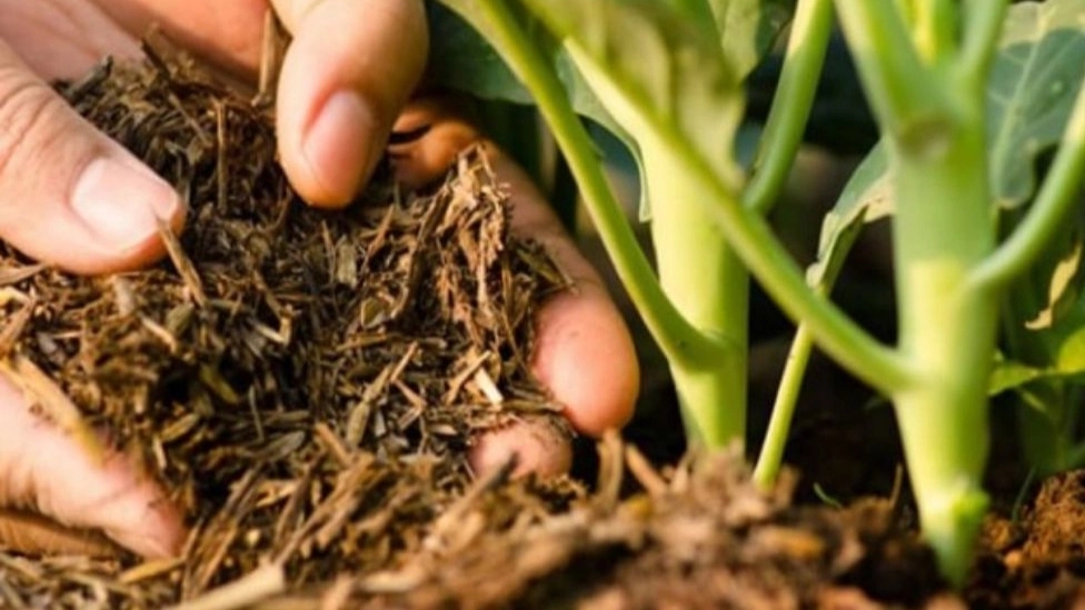 Types of organic fertilizers