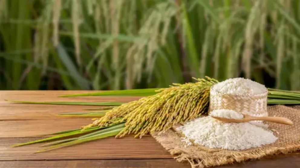 What is the difference between northern rice and southern rice?