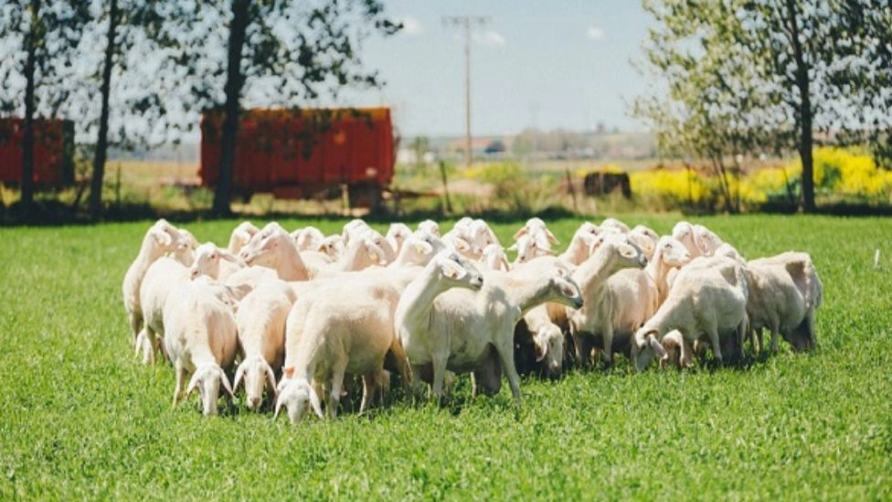 آشنایی با انوع نژاد گوسفندان