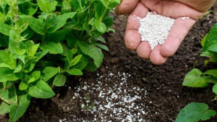 The best fertilizer for walnut trees