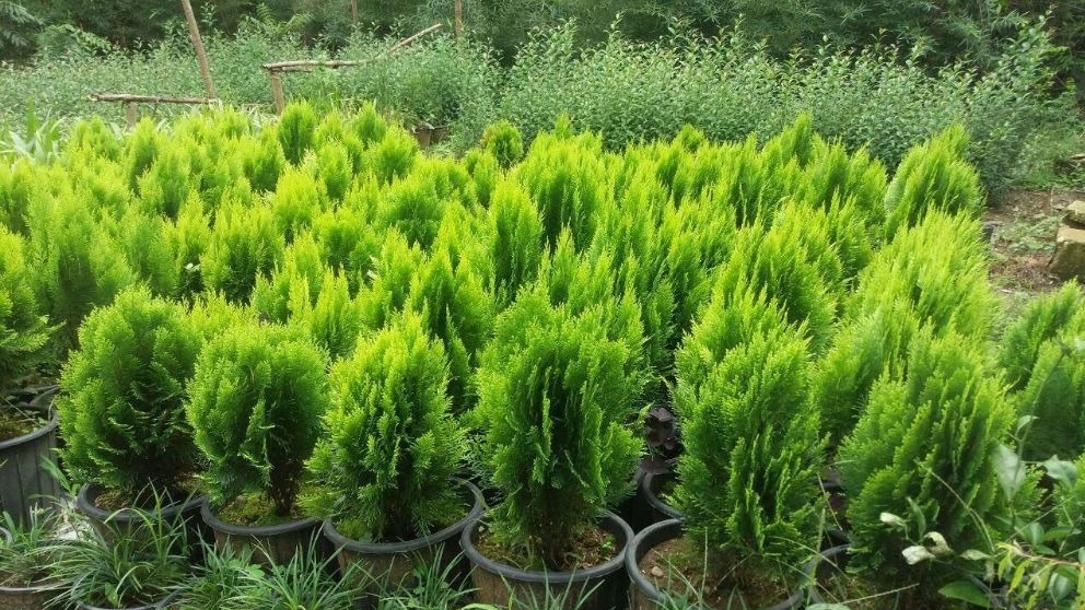 Pine sapling