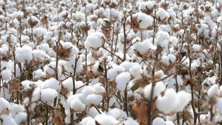 Characteristics and medicinal uses of cotton fibers