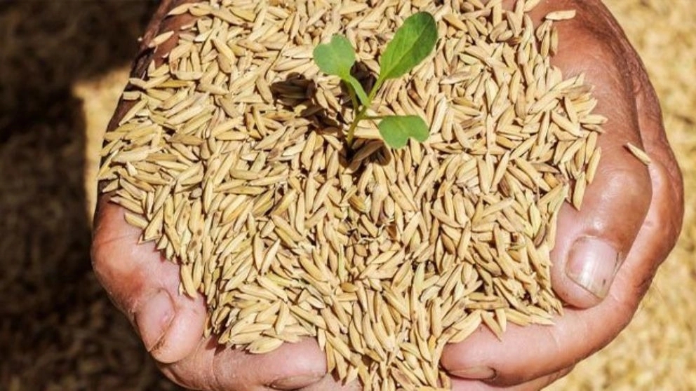 What is rice seed?