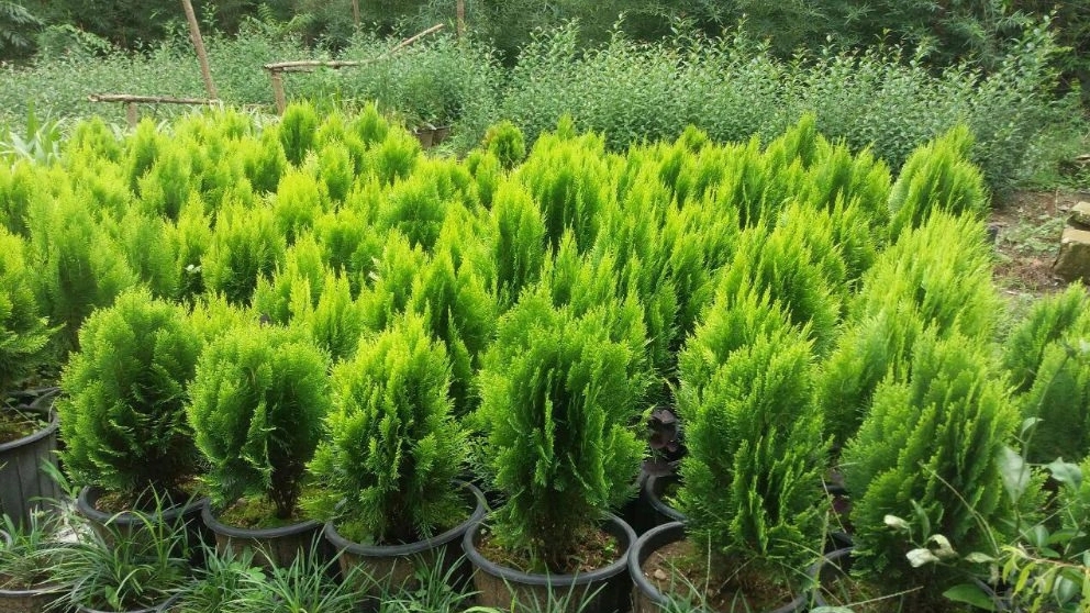 Difference between cedar and pine tree