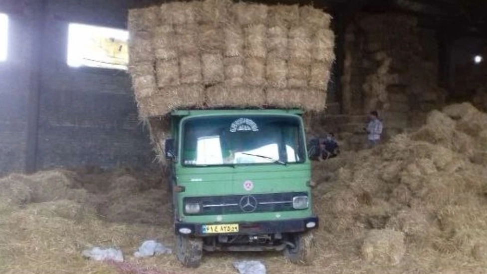 Properties of wheat straw for livestock