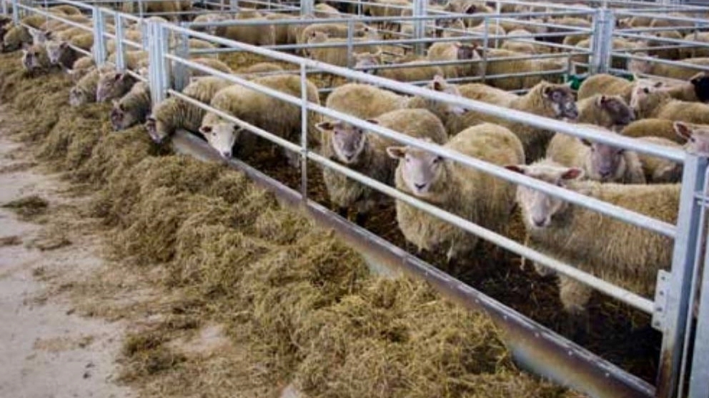 یونجه دامی و خواص آن