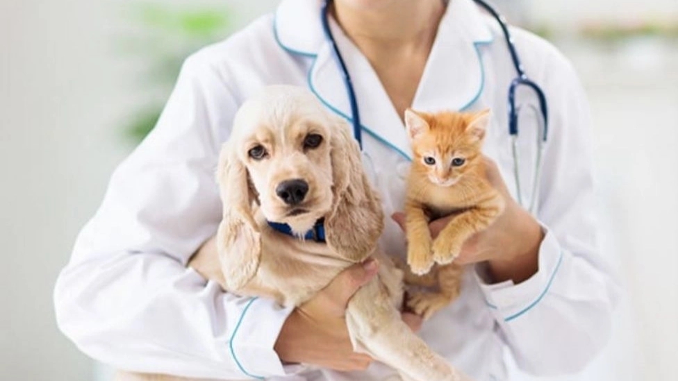 Pav Veterinary Clinic Services