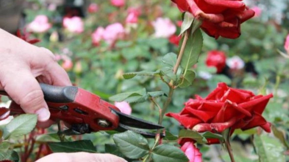 هر آنچه که باید در مورد گل رز هلندی بدانید