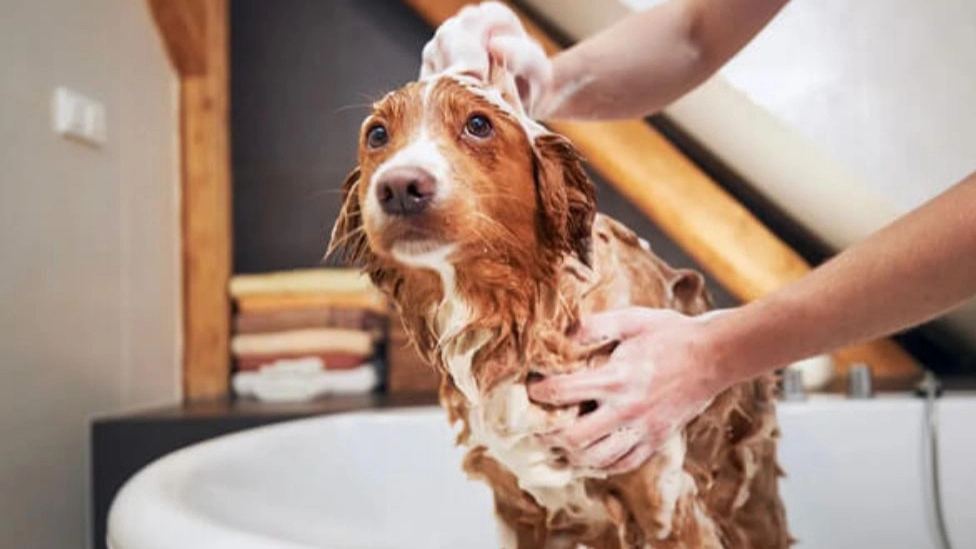How to wash a dog pet