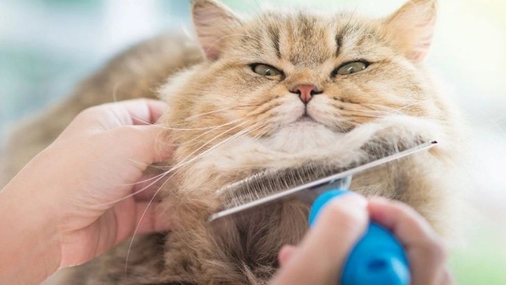 Cat grooming tips