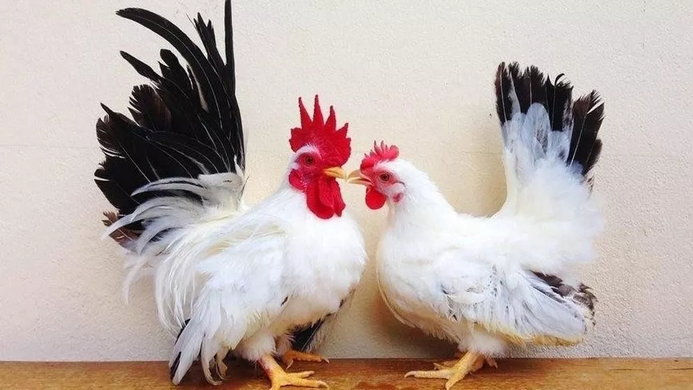 Chicken or rooster meat?
