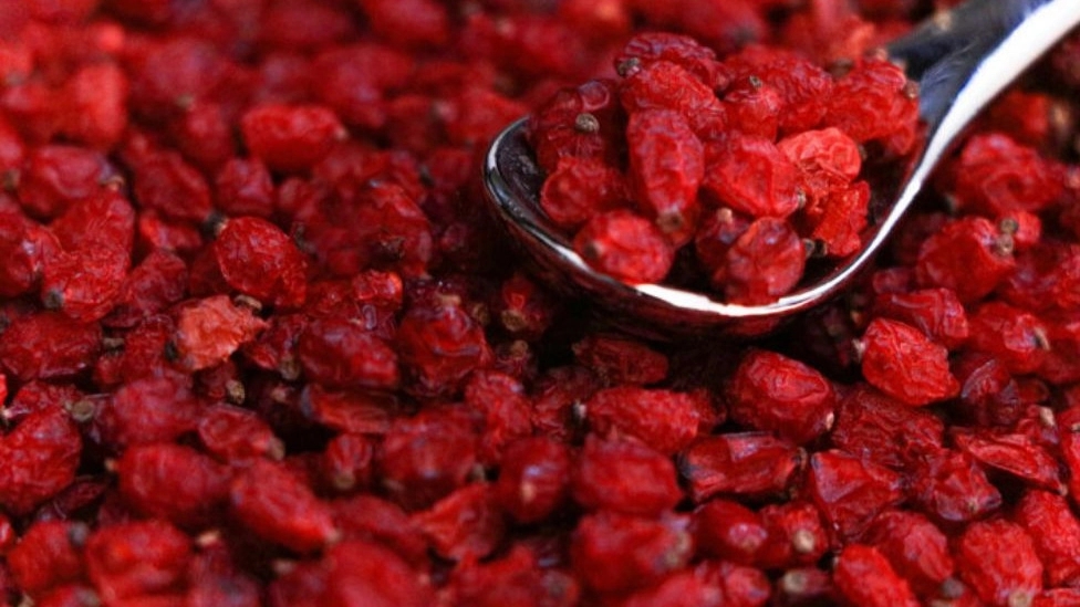 What is barberry?
