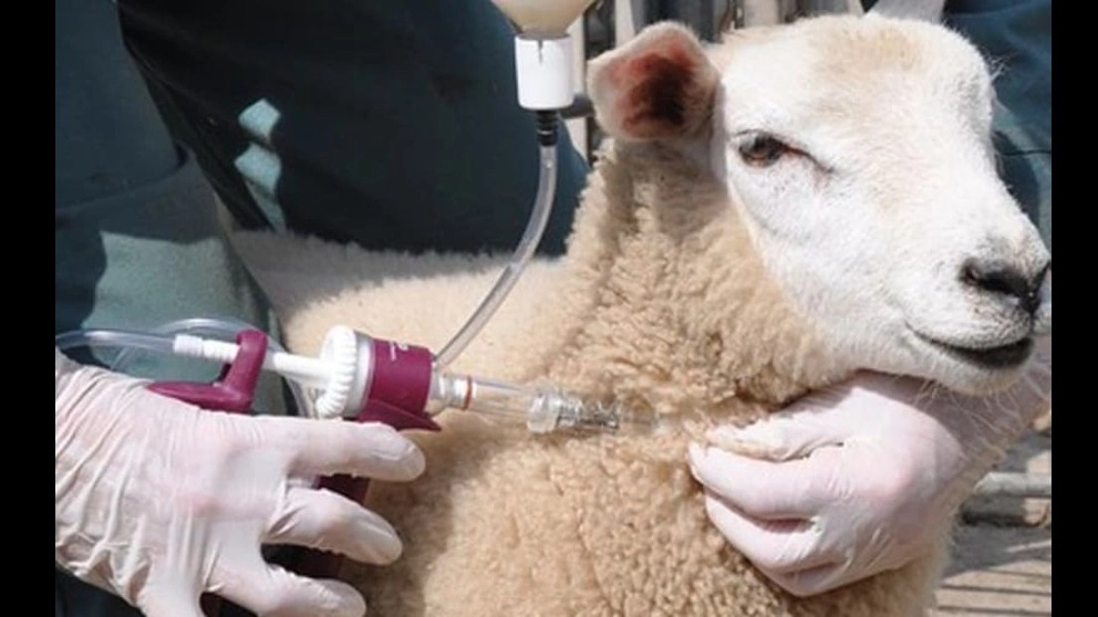 The importance of animal vaccination