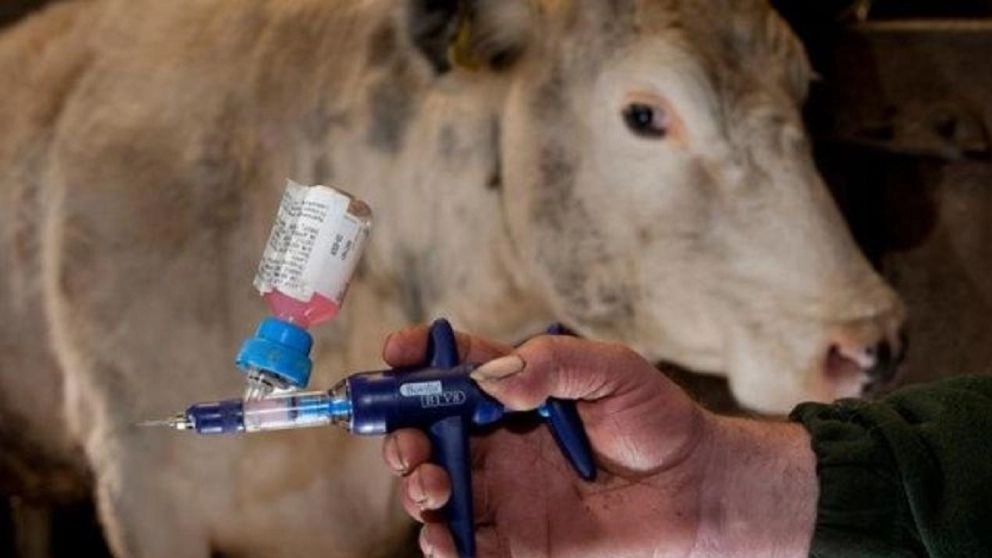 Livestock vaccination and the reasons for doing it