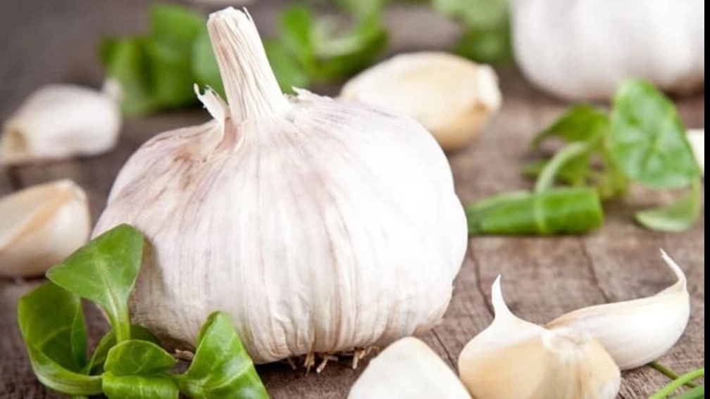 Hamadan garlic, a production of Hadi Goli garlic and onions