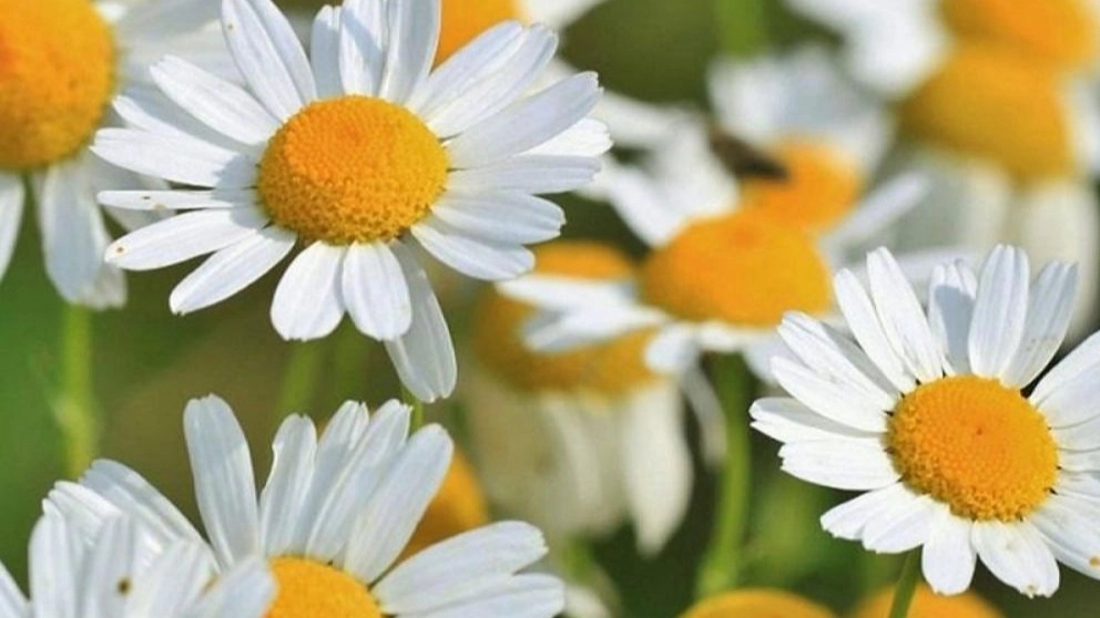 The most important properties of chamomile